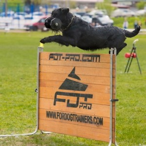 Разборной барьер для дрессировки ризеншнауцера «Champion»
